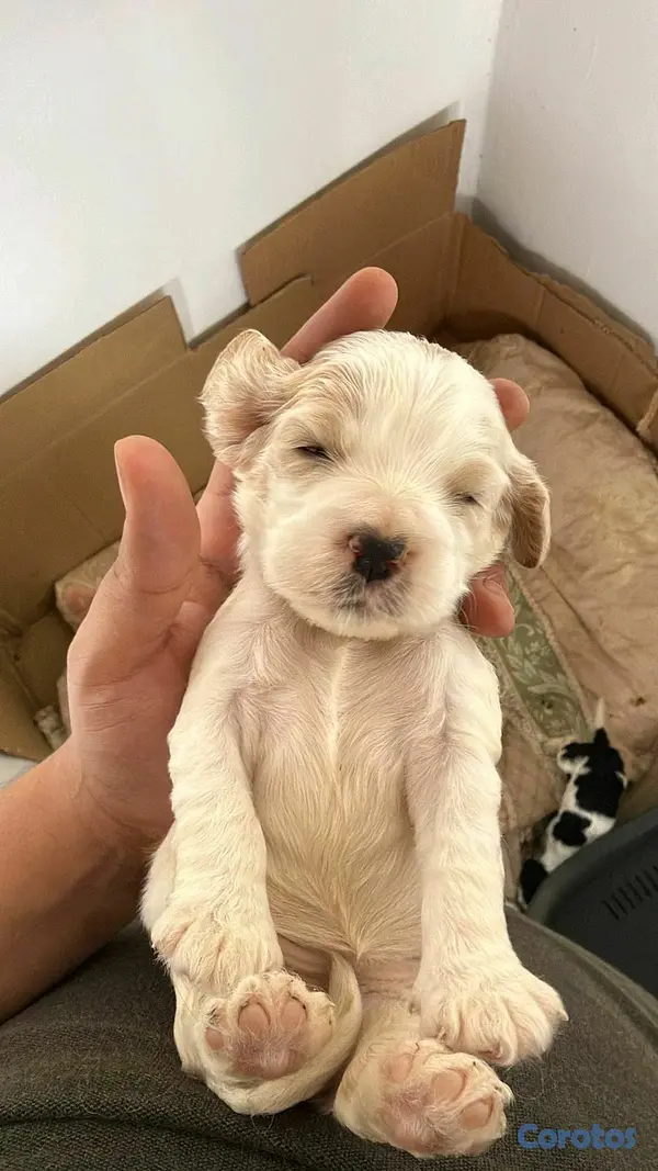 animales y mascotas - hermosos cachorritos cocker  3