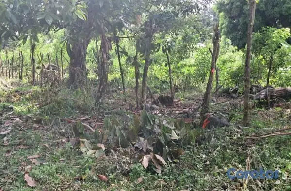 solares y terrenos - Terreno Ecoturístico Bonao Los Quemados 2