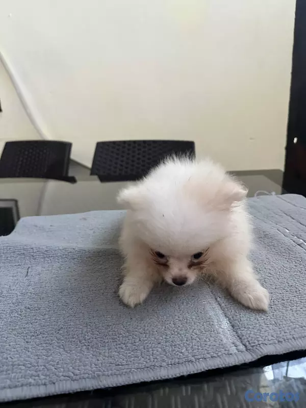 animales y mascotas - Pomeranian machos  7