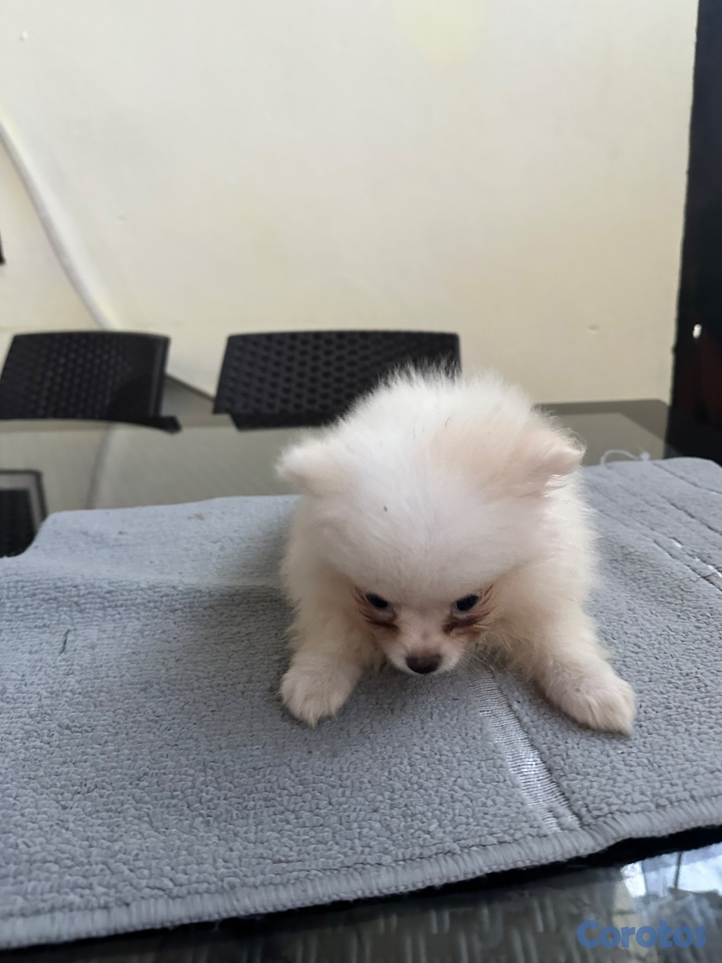 animales y mascotas - Pomeranian machos  7