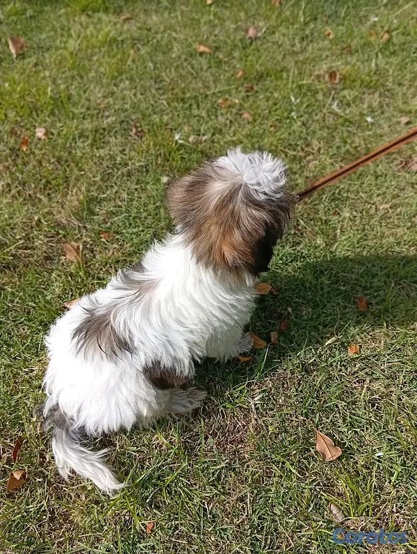 animales y mascotas - SHIH TZU MACHO 5