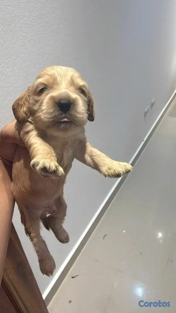animales y mascotas - hermosos cachorritos cocker  4