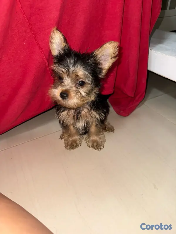 animales y mascotas - Yorkshire Terrier Yorki Yorkie  2