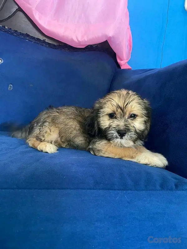 animales y mascotas - Hermosos cachorritos de shipoo toy  6