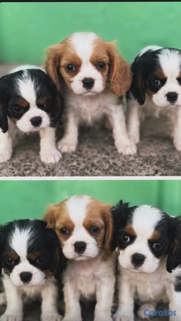 animales y mascotas - cachorros disponibles  3