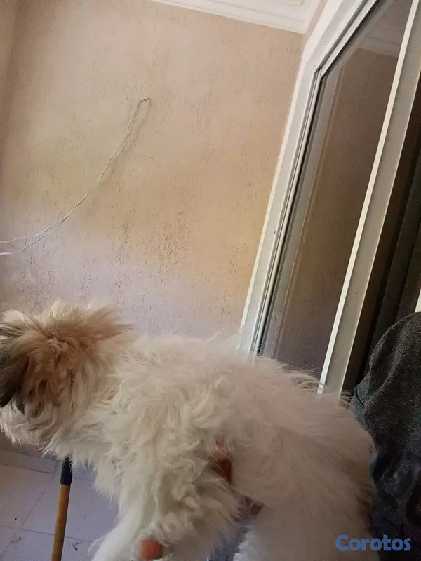 animales y mascotas - Shipoo hembra 3