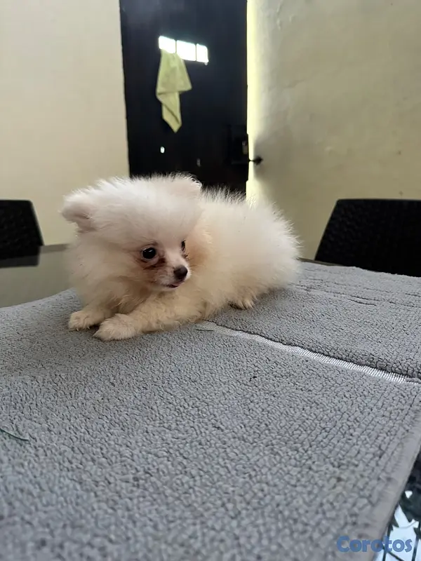 animales y mascotas - Pomeranian machos  9