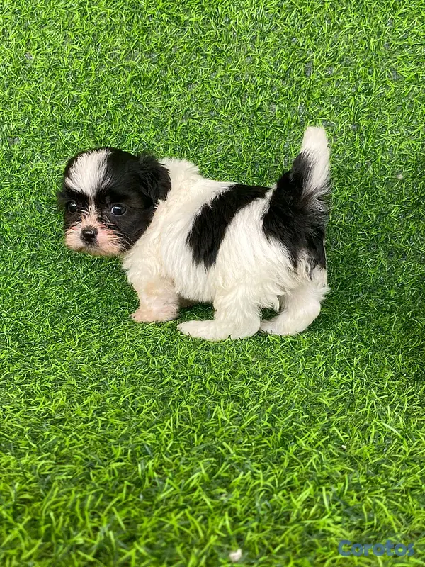 animales y mascotas - hermosos cachorritos de shipoo toy  8