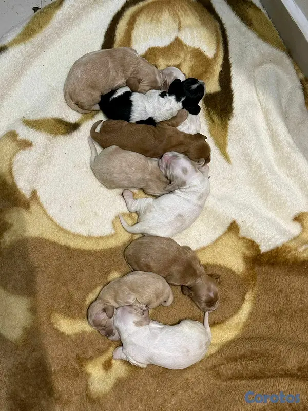 animales y mascotas - hermosos cachorritos cocker  6