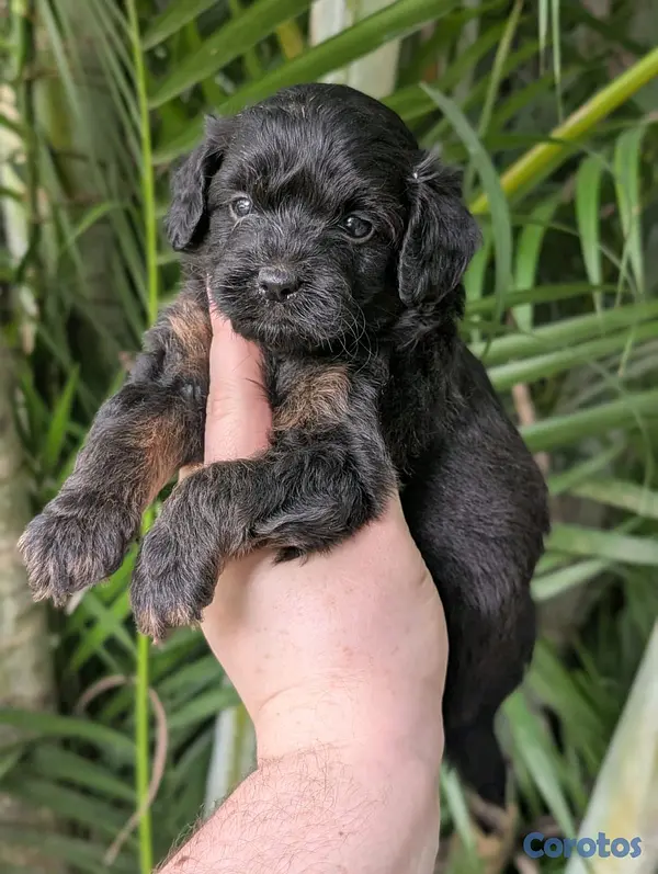 animales y mascotas - hermosos cachorritos goldendoodle 8