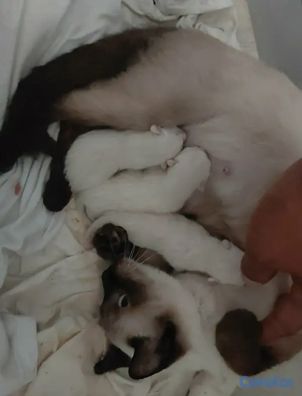 animales y mascotas - Gato siames 15 mil c/u 5