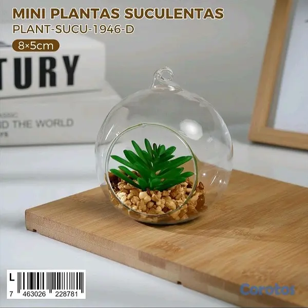 cocina - Mini plantas Suculentas  5