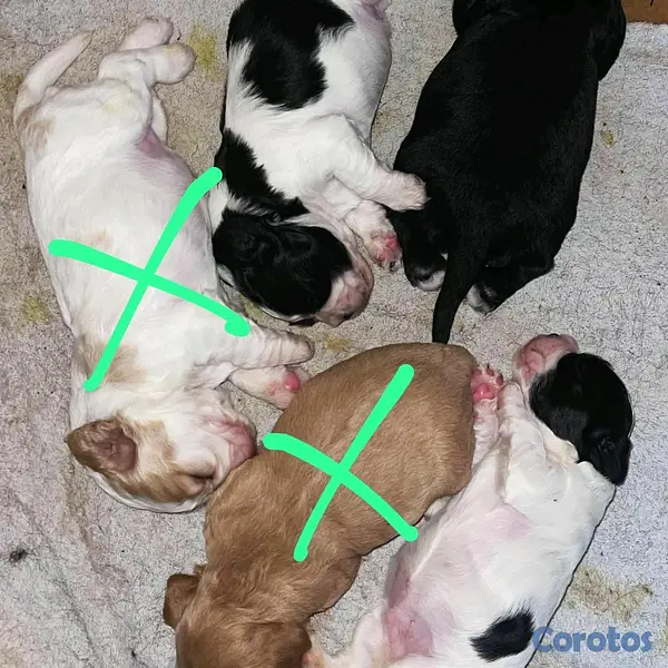 animales y mascotas - hermosos cachorritos cocker  7