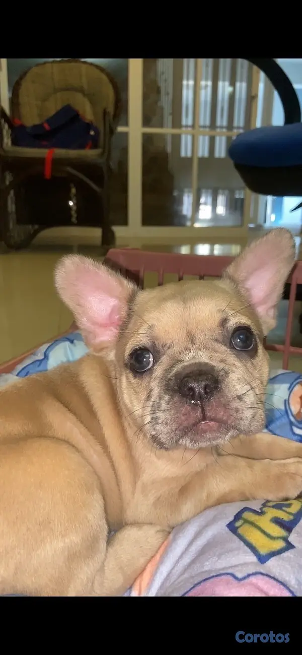 animales y mascotas - 🐾🦴perros bulldog francés, de dos meses🐾🦴 6