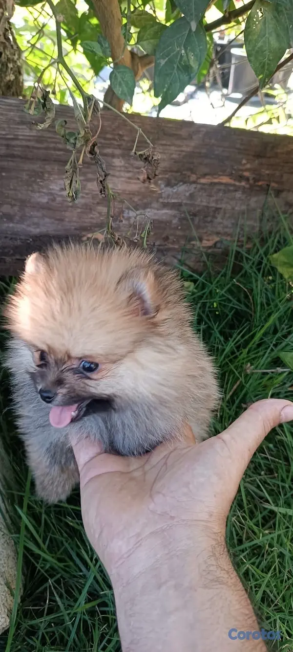 animales y mascotas - Pomerania Macho dispoble  2