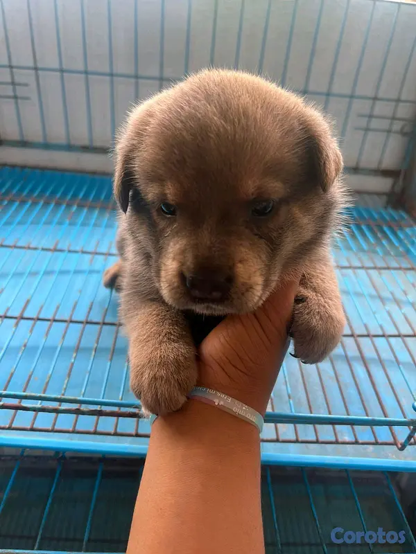 animales y mascotas - Chow Chow  2