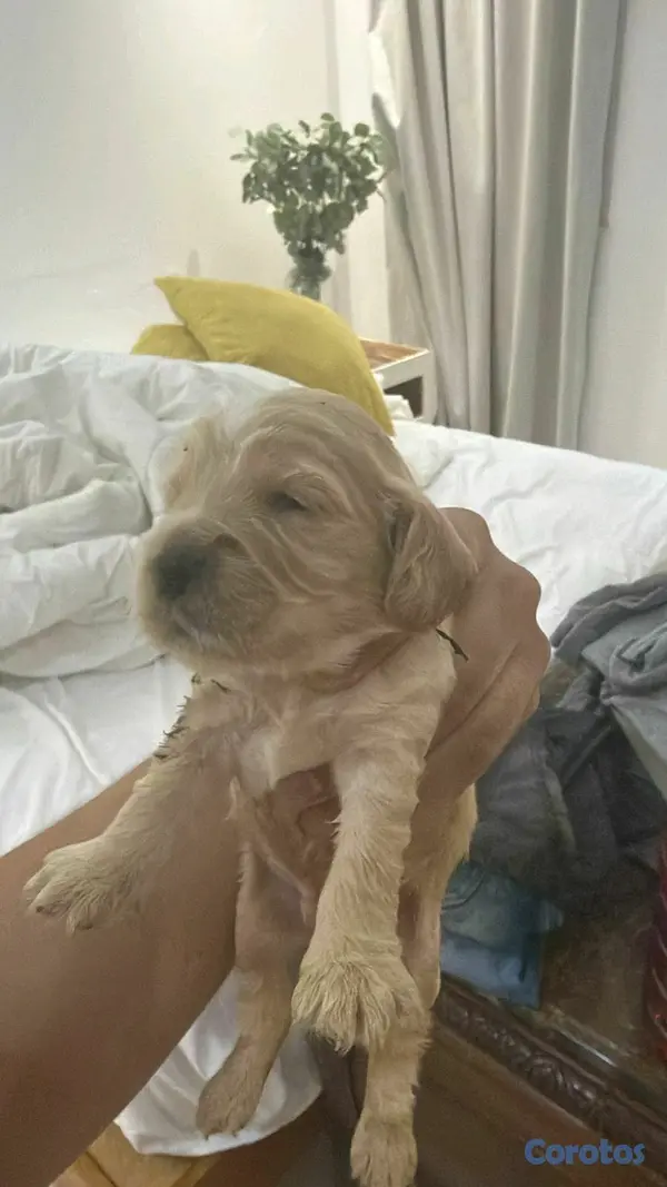 animales y mascotas - hermosos cachorritos cocker  8