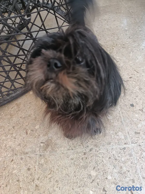 animales y mascotas - shih tzu de 2 semanas  5
