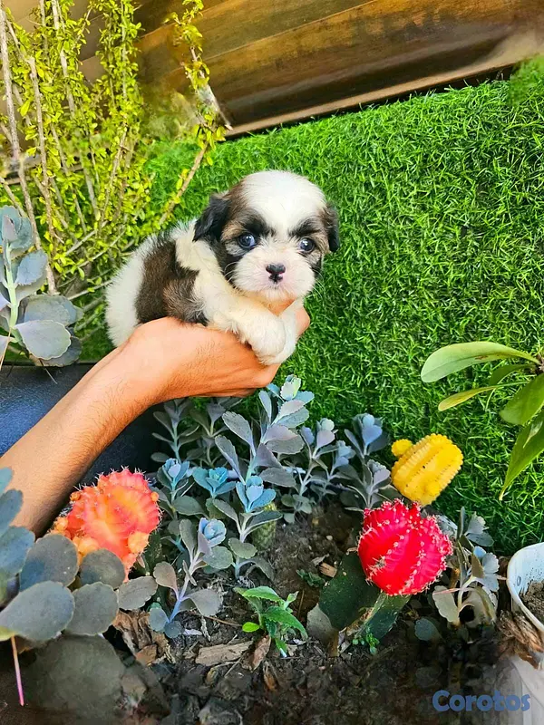 animales y mascotas - Hermosos cachorritos Shitzu mini 3