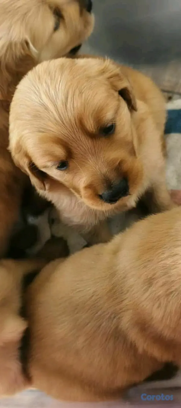 animales y mascotas - hermosos cachorritos de golden retriever  5
