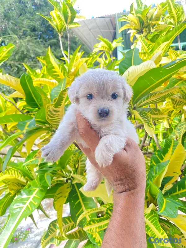 animales y mascotas - Poodle 3