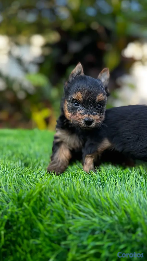 animales y mascotas - Yorkie mini 3