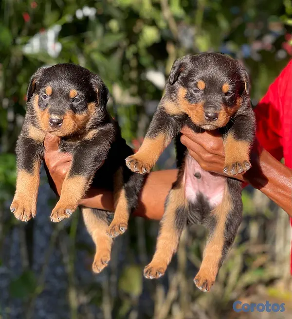 animales y mascotas - hermosos cachorritos de Rottwailer  2