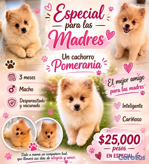 animales y mascotas - PERRO POMERANIA MACHO  4