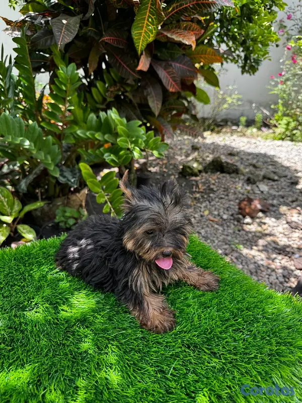 animales y mascotas - Yorkie mini 4