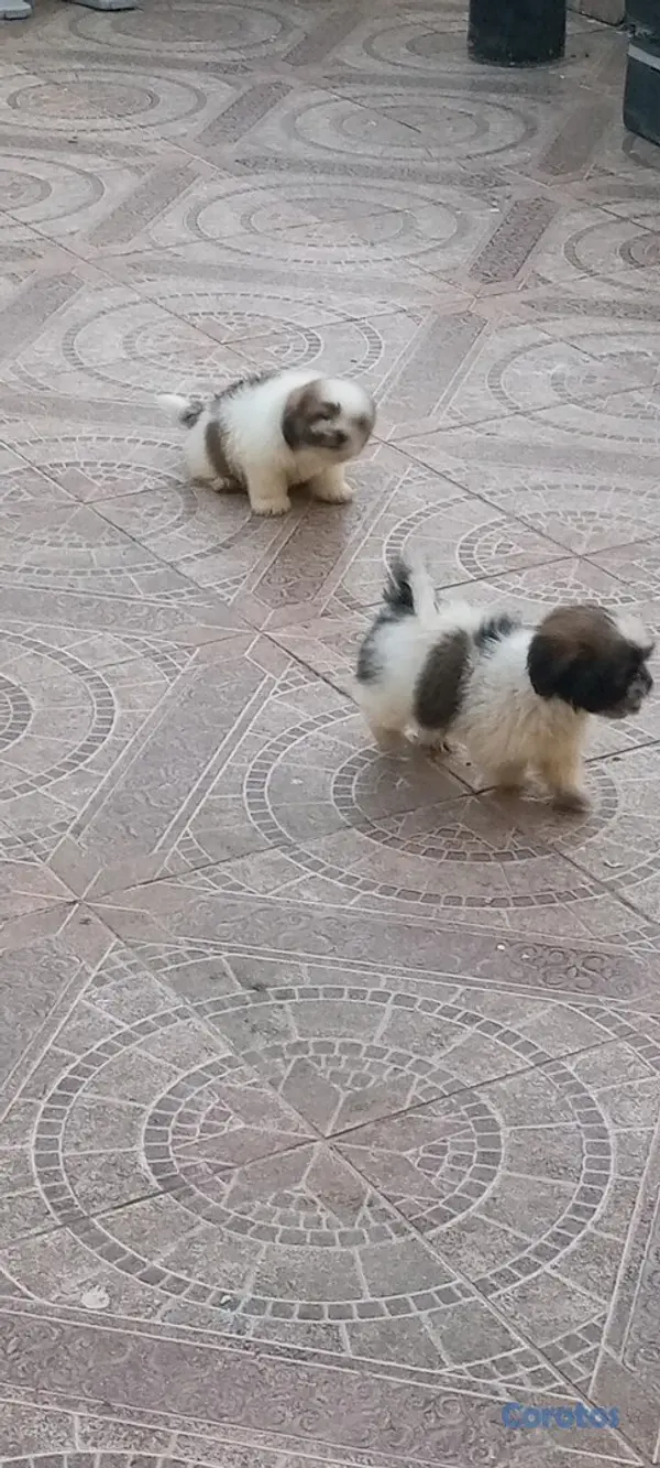 animales y mascotas - Cachorros de Shipoo 7