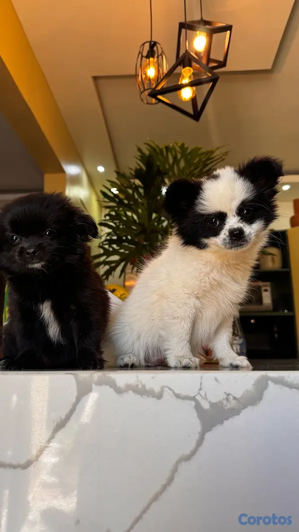 animales y mascotas - shiranias cachorros  3