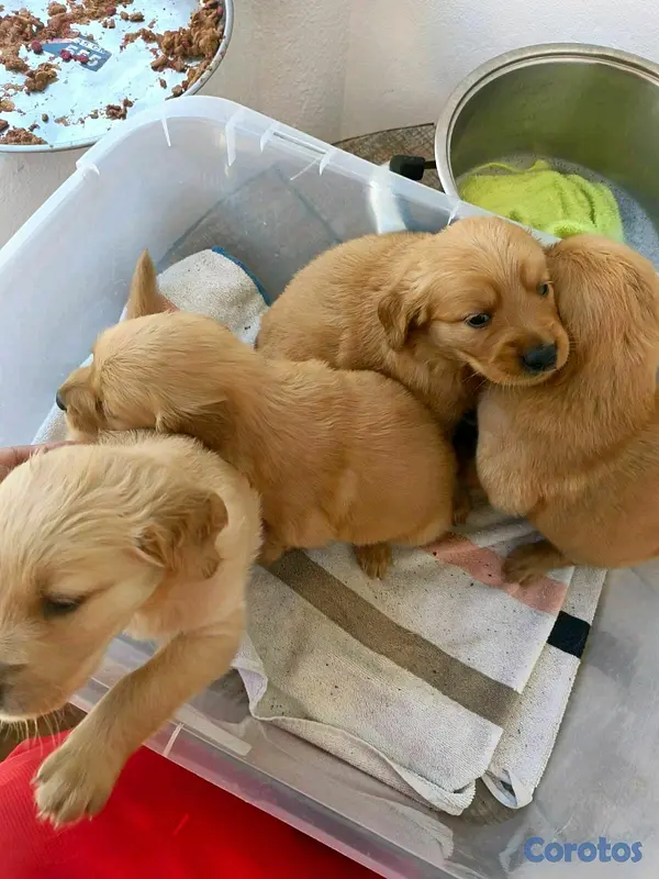 animales y mascotas - hermosos cachorritos de golden retriever  4