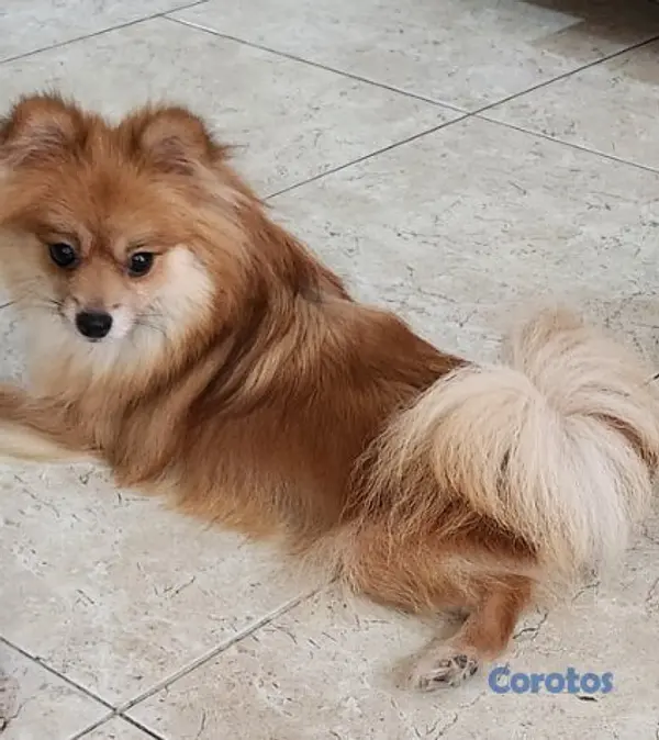 animales y mascotas - PERRO POMERANIA MACHO  5
