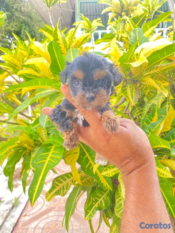 animales y mascotas - Poodle 2