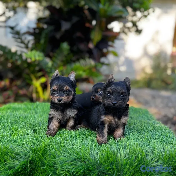 animales y mascotas - Yorkie mini 2