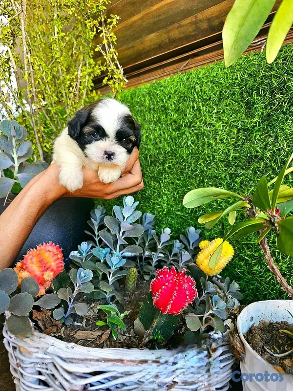 animales y mascotas - Hermosos cachorritos Shitzu mini 2