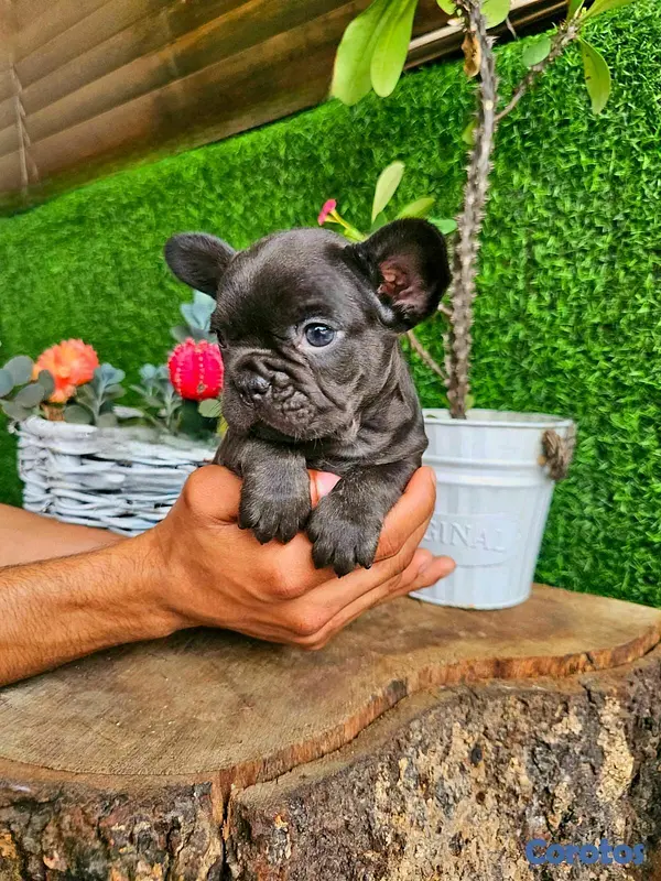 animales y mascotas - hermosos Cachorros Buldog frances  3