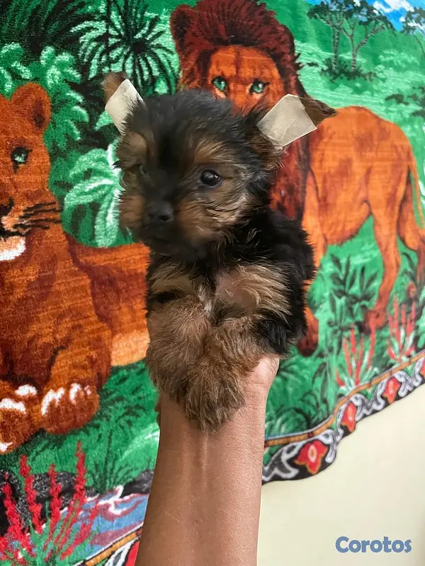 animales y mascotas - Yorkie Macho  1