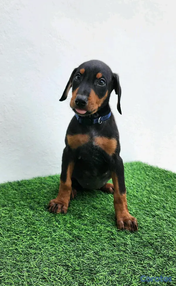 animales y mascotas - Cachorras doberman 2
