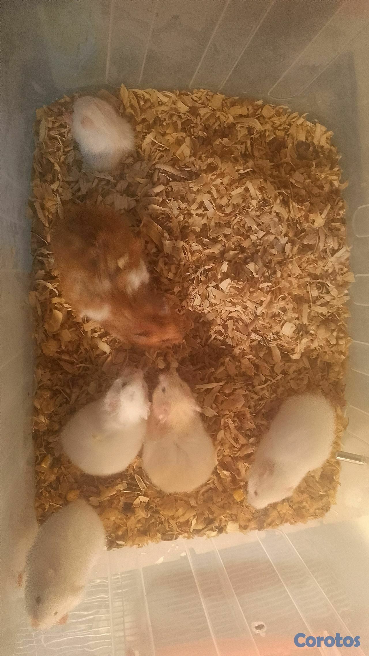 animales y mascotas - hermosos hamster en venta  2