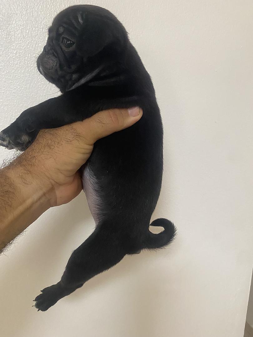 animales y mascotas - en Santiago cachorro de pug macho  3