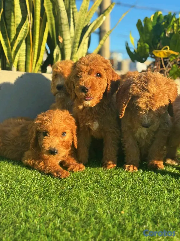 animales y mascotas - hermosos Cachorros goldendoodle 4