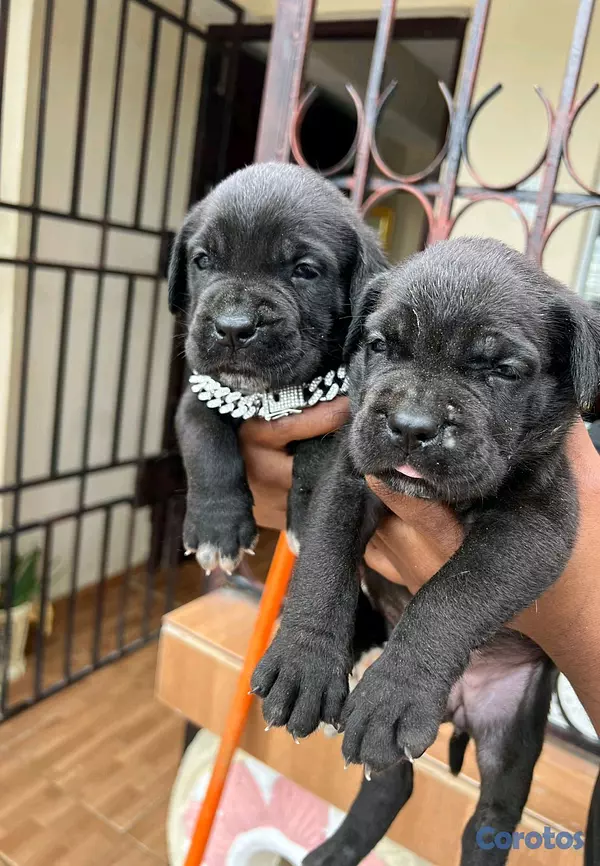 animales y mascotas - cane corso  2