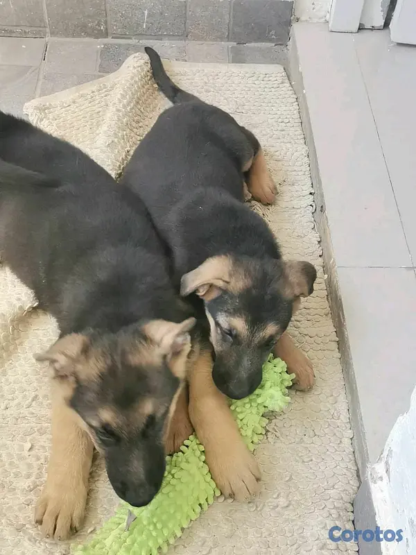 animales y mascotas - hermosos Cachorros pastor alemán  3
