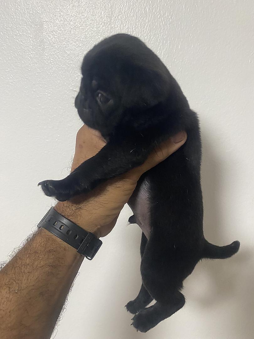animales y mascotas - en Santiago cachorro de pug macho 
