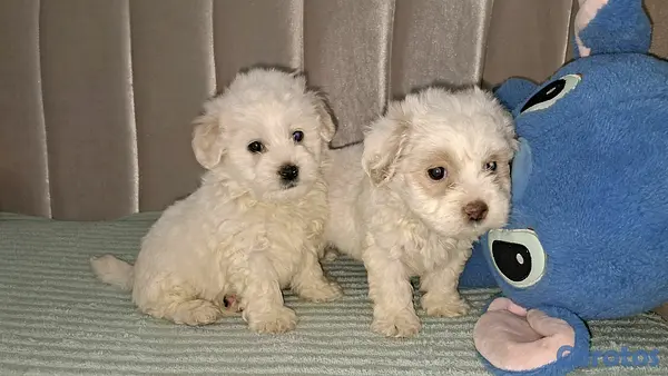 animales y mascotas - Hermosos cachorritos de maltipo mini 5