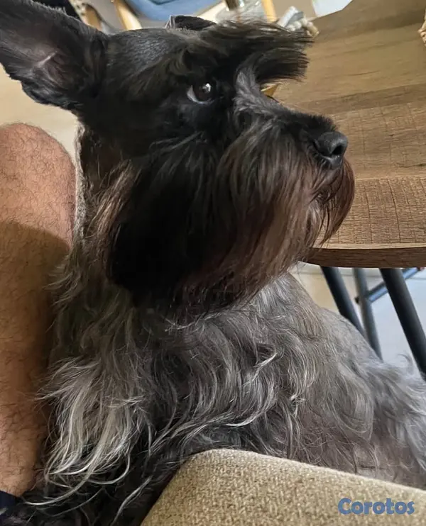 animales y mascotas - Monta Schnauzer mini 35 cm altura  3
