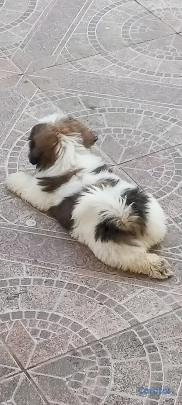 animales y mascotas - Cachorros de Shipoo 6