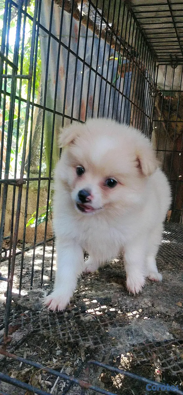 Otros productos - Pomerania  4
