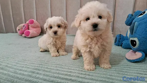 animales y mascotas - Hermosos cachorritos de maltipo mini 6